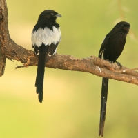 Dzierzba srokata - Lanius melanoleucus - Magpie Shrike