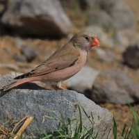 Gilak pustynny - Bucanetes githagineus - Trumpeter Finch