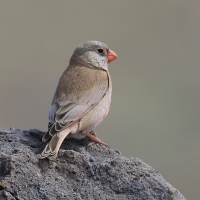 Gilak pustynny - Bucanetes githagineus - Trumpeter Finch