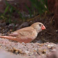 Gilak pustynny - Bucanetes githagineus - Trumpeter Finch