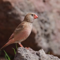 Gilak pustynny - Bucanetes githagineus - Trumpeter Finch