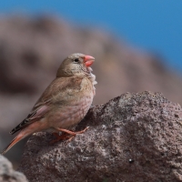 Gilak pustynny - Bucanetes githagineus - Trumpeter Finch