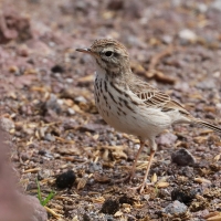 Świergotek kanaryjski - Anthus berthelotii - Berthelot's Pipit