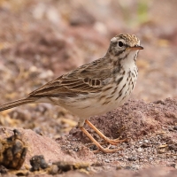 Świergotek kanaryjski - Anthus berthelotii - Berthelot's Pipit