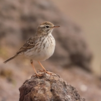 Świergotek kanaryjski - Anthus berthelotii - Berthelot's Pipit
