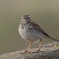 Świergotek kanaryjski - Anthus berthelotii - Berthelot's Pipit
