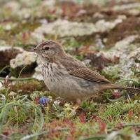 Świergotek kanaryjski - Anthus berthelotii - Berthelot's Pipit