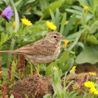 Świergotek kanaryjski - Anthus berthelotii - Berthelot's Pipit