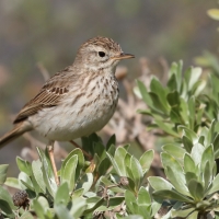 Świergotek kanaryjski - Anthus berthelotii - Berthelot's Pipit