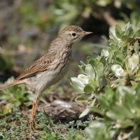 Świergotek kanaryjski - Anthus berthelotii - Berthelot's Pipit