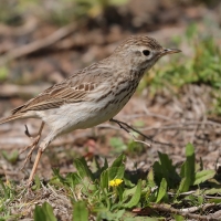 Świergotek kanaryjski - Anthus berthelotii - Berthelot's Pipit