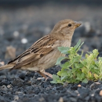 Wróbel śródziemnomorski - Passer hispaniolensis - Spanish Sparrow
