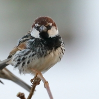 Wróbel śródziemnomorski - Passer hispaniolensis - Spanish Sparrow