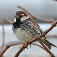 Wróbel śródziemnomorski - Passer hispaniolensis - Spanish Sparrow