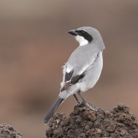 Dzierzba śródziemnomorska - Lanius meridionalis - Iberian Grey Shrike