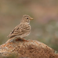 Skowrończyk mały - Alaudala rufescens - Lesser Short-toed Lark