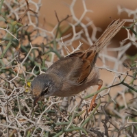 Pokrzewka okularowa - Curruca conspicillata - Spectacled Warbler