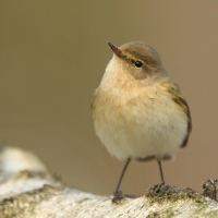 Pierwiosnek - Phylloscopus collybita - Common Chiffchaff