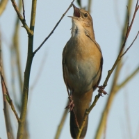 Brzęczka - Locustella luscinioides - Savi's Warbler