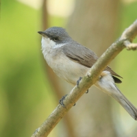 Piegża - Sylvia curruca - Lesser Whitethroat