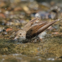 Cierniówka - Sylvia communis - Common Whitethroat