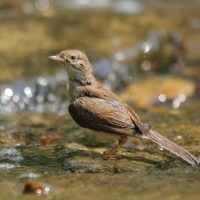 Cierniówka - Sylvia communis - Common Whitethroat