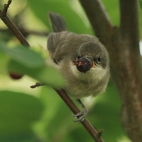 Piegża - Sylvia curruca - Lesser Whitethroat