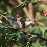 Piegża - Sylvia curruca - Lesser Whitethroat