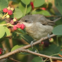 Piegża - Sylvia curruca - Lesser Whitethroat