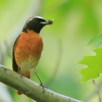 Pleszka - Phoenicurus phoenicurus - Common Redstart
