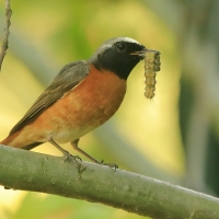 Pleszka - Phoenicurus phoenicurus - Common Redstart