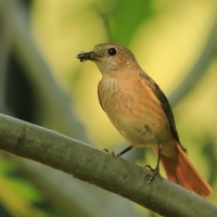 Pleszka - Phoenicurus phoenicurus - Common Redstart