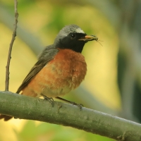 Pleszka - Phoenicurus phoenicurus - Common Redstart