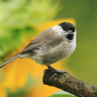 Sikora uboga - Poecile palustris - Marsh Tit