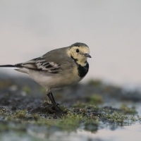 Pliszka siwa - Motacilla alba - White Wagtail