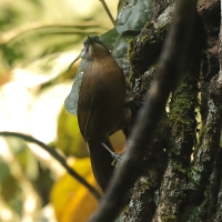 Sójkowiec szaroczelny - Garrulax cinereifrons - Ashy-headed Laughingthrush