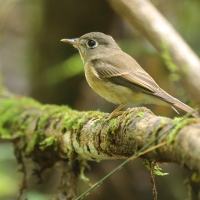 Muchołówka białogardła - Muscicapa muttui - Brown-breasted Flycatcher