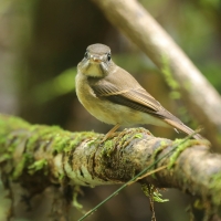 Muchołówka białogardła - Muscicapa muttui - Brown-breasted Flycatcher