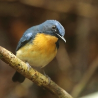 Niltawa trójbarwna - Cyornis tickelliae - Tickell's Blue Flycatcher