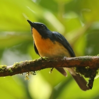 Niltawa trójbarwna - Cyornis tickelliae - Tickell's Blue Flycatcher