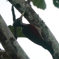 Sułtan szkarłatny - Chrysocolaptes stricklandi - Crimson-backed Flameback