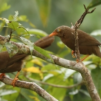 Dżunglotymal cejloński - Turdoides rufescens - Orange-billed Babble