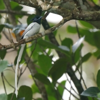 Muchodławka rajska - Terpsiphone paradisi - Indian Paradise-flycatcher