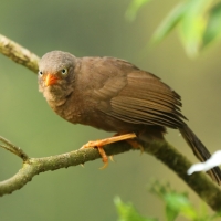 Dżunglotymal cejloński - Turdoides rufescens - Orange-billed Babble