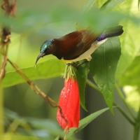 Nektarnik żółtobrzuchy - Leptocoma zeylonica - Purple-rumped Sunbird