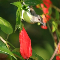 Nektarnik żółtobrzuchy - Leptocoma zeylonica - Purple-rumped Sunbird