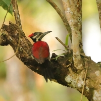 Sułtanik żółtogrzbiety - Dinopium benghalense - Black-rumped Flameback