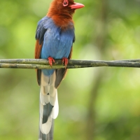 Kitta ozdobna - Urocissa ornata - Sri Lanka Blue Magpie