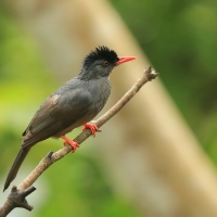 Szczeciak równosterny - Hypsipetes ganeesa - Square-tailed Bulbul