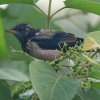 Pasterz - Sturnus roseus - Rosy Starling